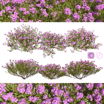 Тимьян обыкновенный thymus vulgaris — Вид 1