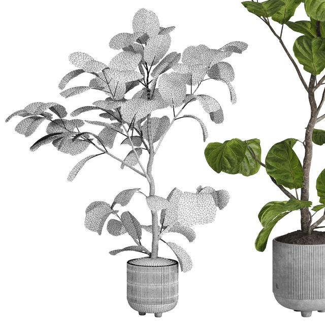 Ficus lyrata plant - indoor plant set 437 — Скачать