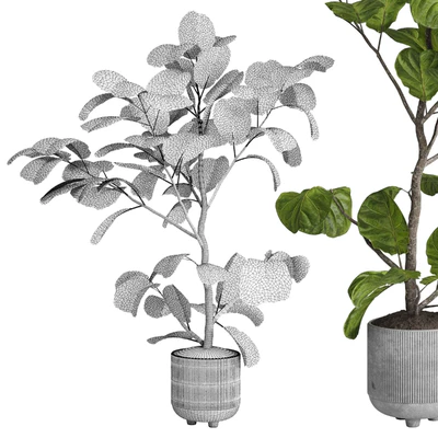 Ficus lyrata plant - indoor plant set 437 — Вид 2