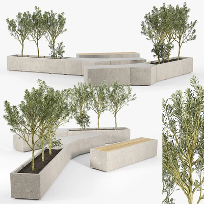 BOX PLANTER Olea europaea 02 — Ver 1