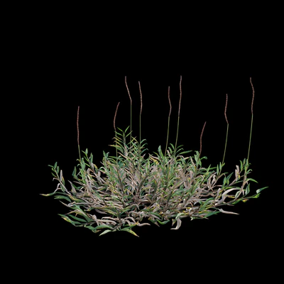Eremochloa ophiuroides - wild — Ver 2