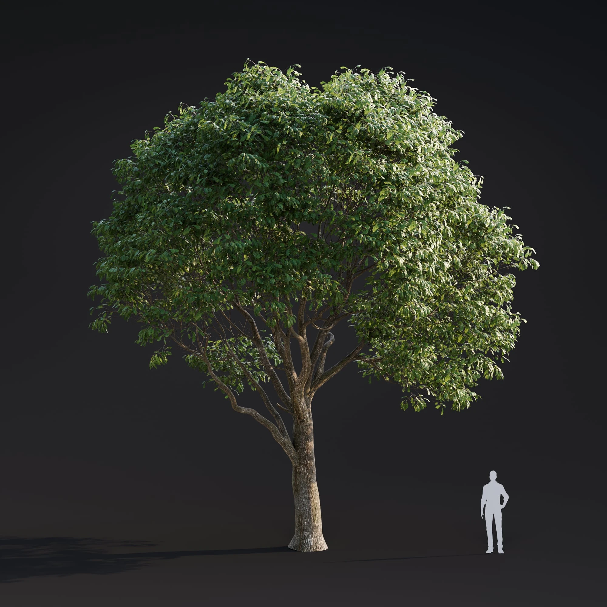 014 quercus robur — Descargar