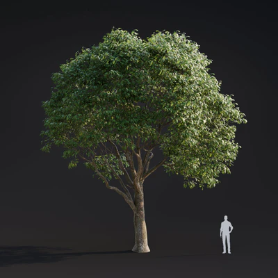 014 quercus robur — Descargar