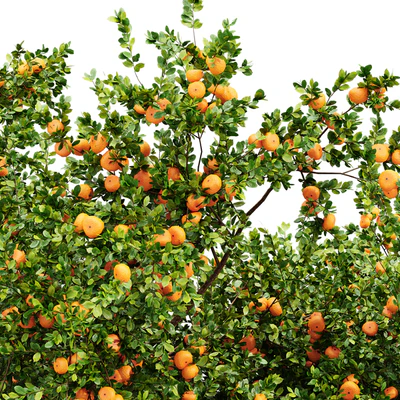 New Plant Orange fruit Tangerine tree001 — Ver 3