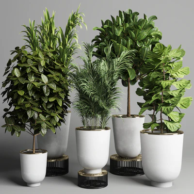 collection Indoor plant 35 -concrete vase — Вид 3