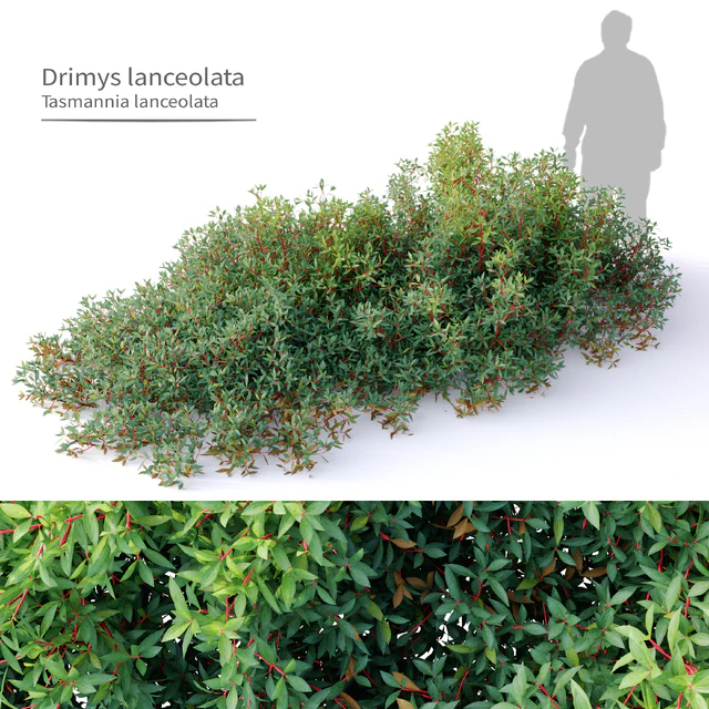 Drimys lanceolata — Скачать