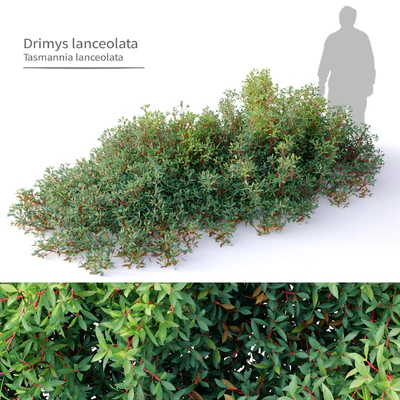 Drimys lanceolata — Вид 1