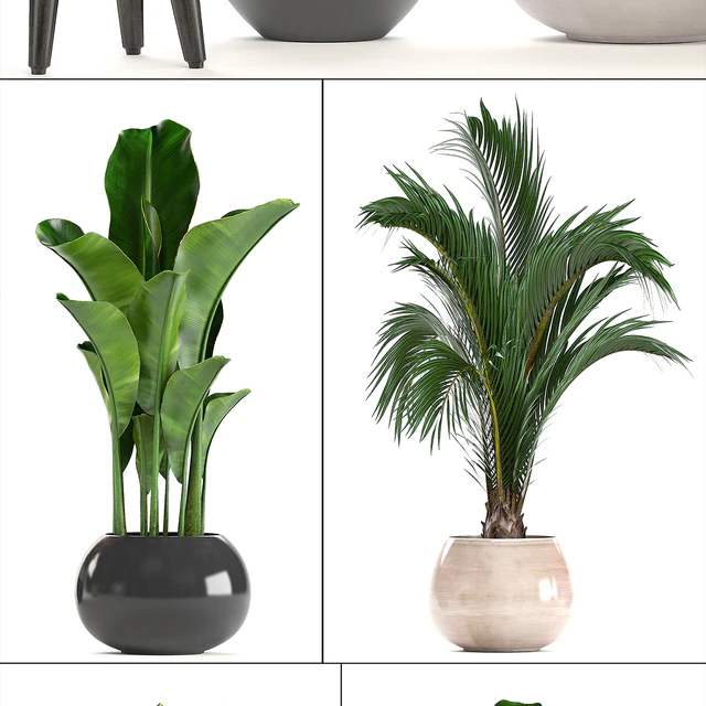 Collection of plants. Hamedorea, banana, croton, alocasia, flowerpot, indoor plants, palm — Descargar