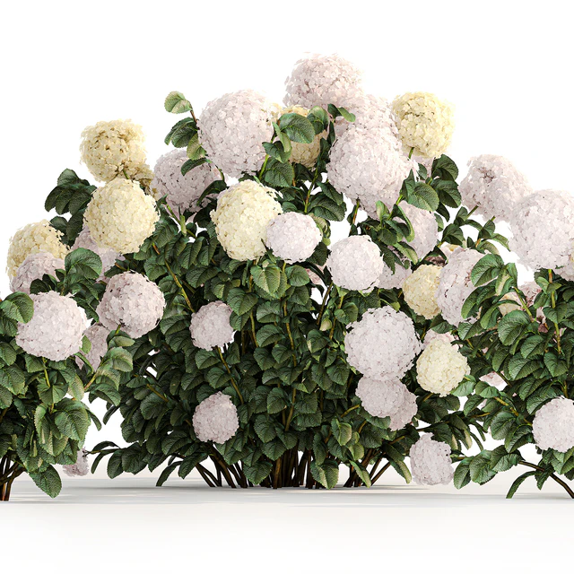 Three beautiful white hydrangea bushes with flowers for the garden, hedge, plant collection 1180 — Descargar