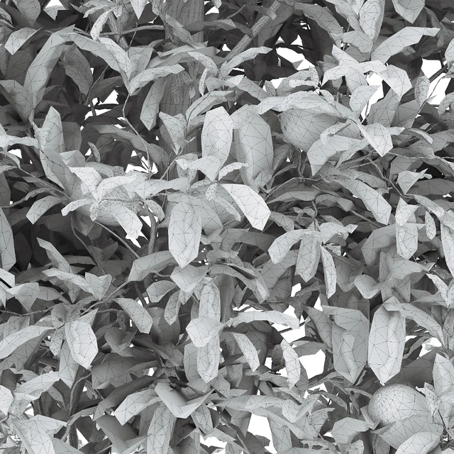 limon bushes — Скачать