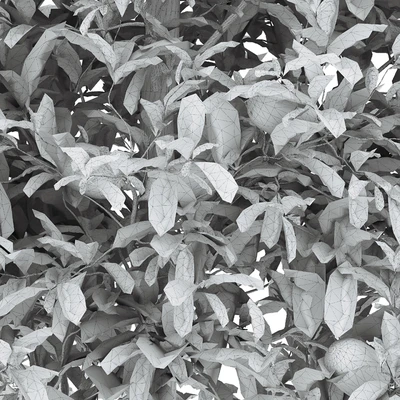 limon bushes — Вид 2