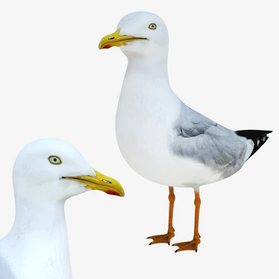 Gull — Ver 1