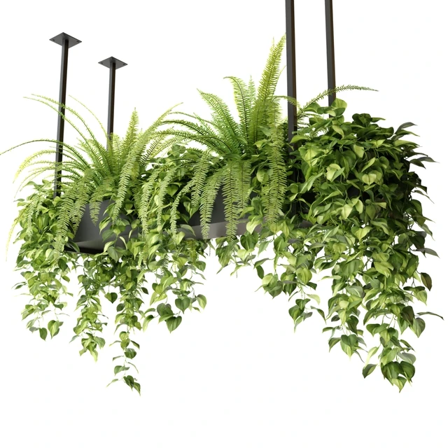 Indoor plants in a hanging rectangular planter — Descargar