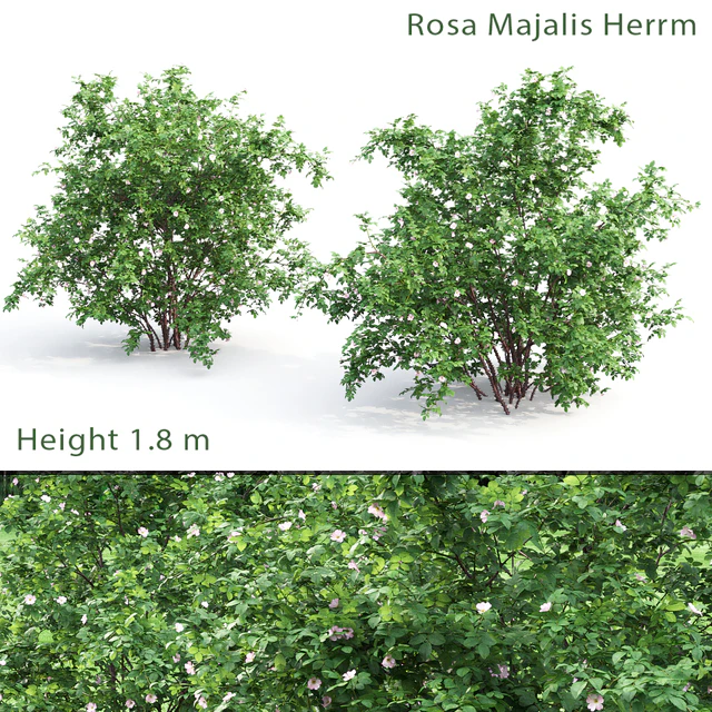 Шиповник куст #1 (Rosa Majalis Herrm) — Скачать