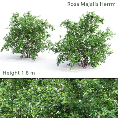 Шиповник куст #1 (Rosa Majalis Herrm) — Вид 1