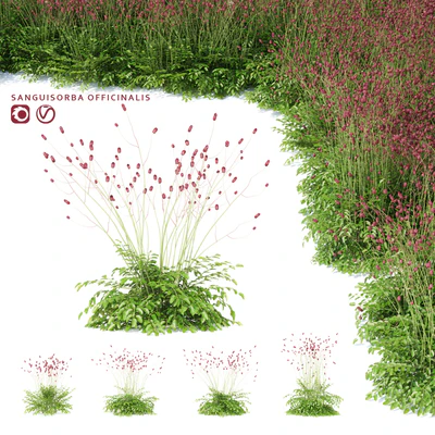 Hemophilus officinalis | Sanguisorba officinalis — Ver 1