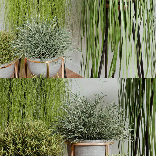 RHIPSALIS Set 02 — Скачать