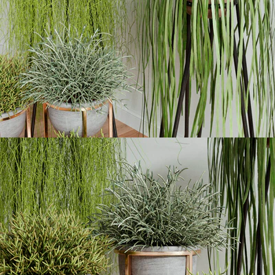 RHIPSALIS Set 02 — Вид 3