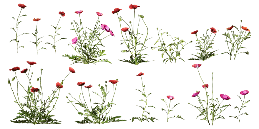field poppy 001 — Descargar