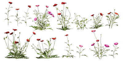 field poppy 001 — Descargar