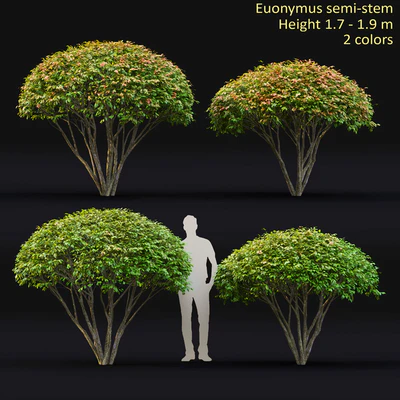 Euonymus — Вид 1
