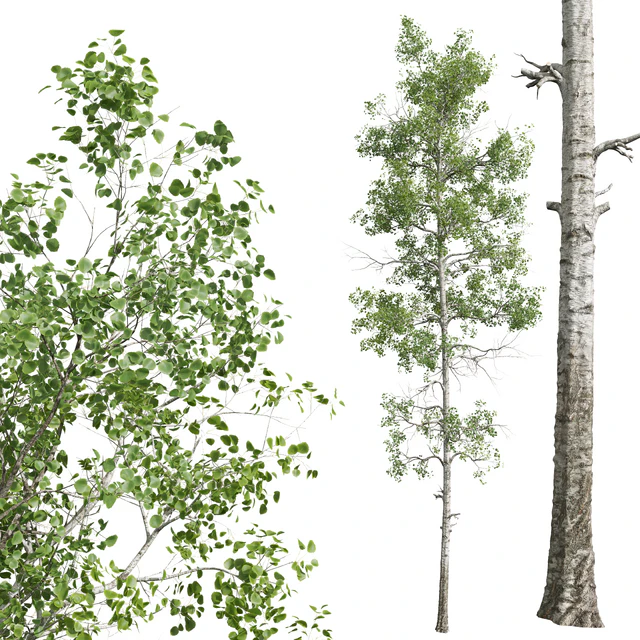 New Plant High detail Populus Tremuloides 2trees — Descargar
