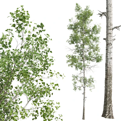 New Plant High detail Populus Tremuloides 2trees — Ver 3