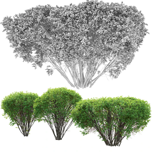 Spiraea — Descargar