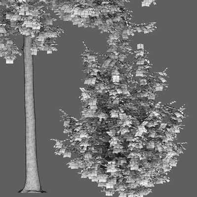 Quercus Rubra — Ver 3