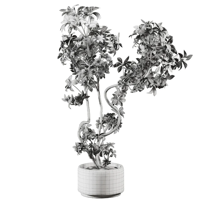 schefflera plant in Stone Pot — Descargar