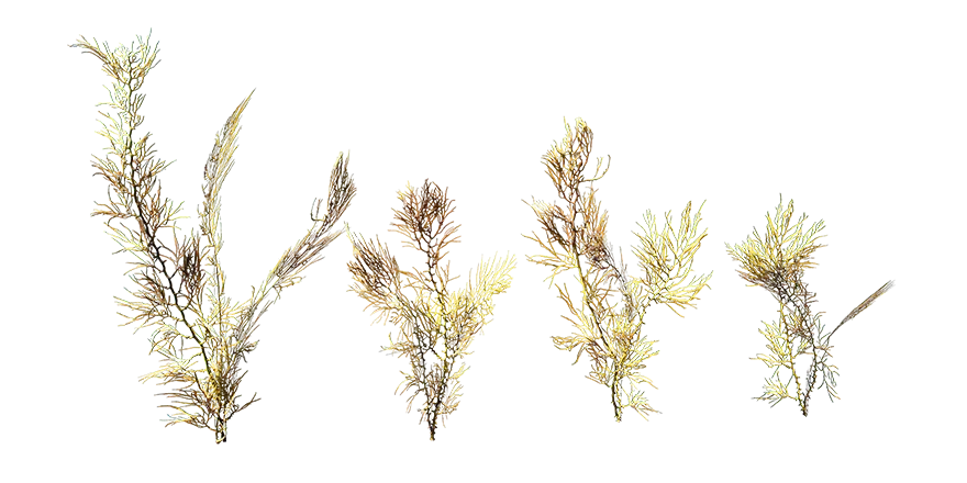 seaweed 005 — Скачать