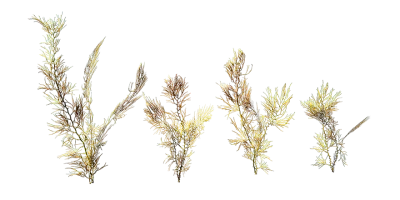 seaweed 005 — Скачать