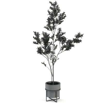 indoor plant 004 — Вид 2