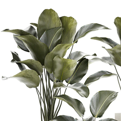 Exotic bush plants in a flower pot Calathea lutea, Strelitzia. set of plants 1317 — Ver 4