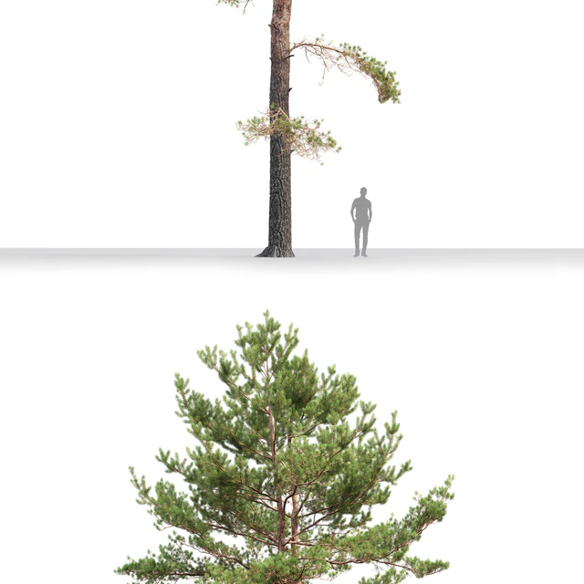 Pine — Descargar