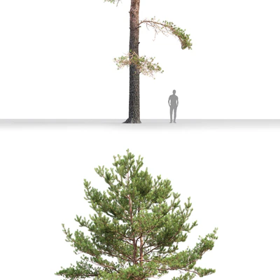 Pine — Ver 2