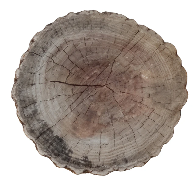 tree trunk 7 — Descargar