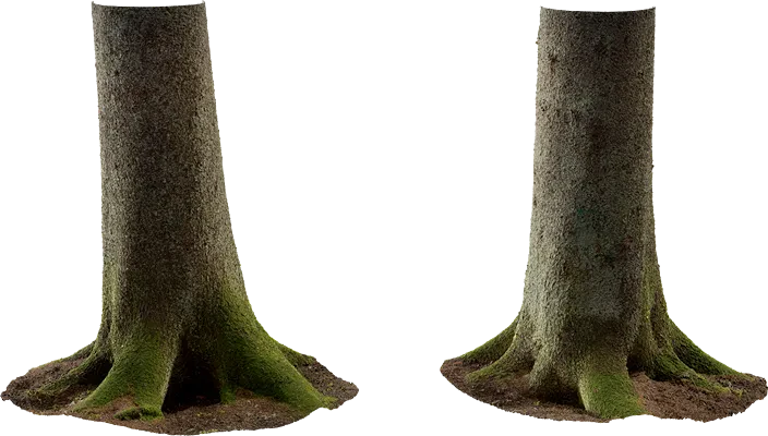 spruce tree trunk 001 — Скачать