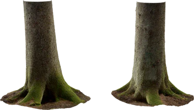 spruce tree trunk 001 — Скачать