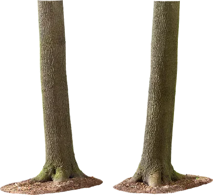 maple tree trunk 009 — Descargar