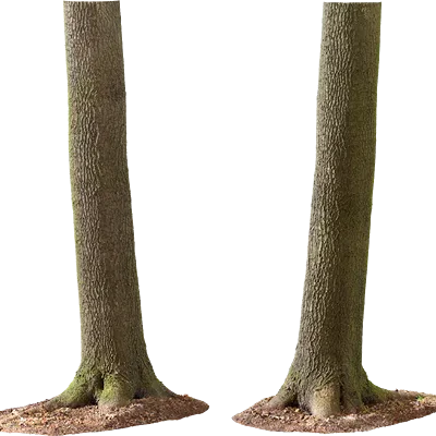 maple tree trunk 009 — Descargar