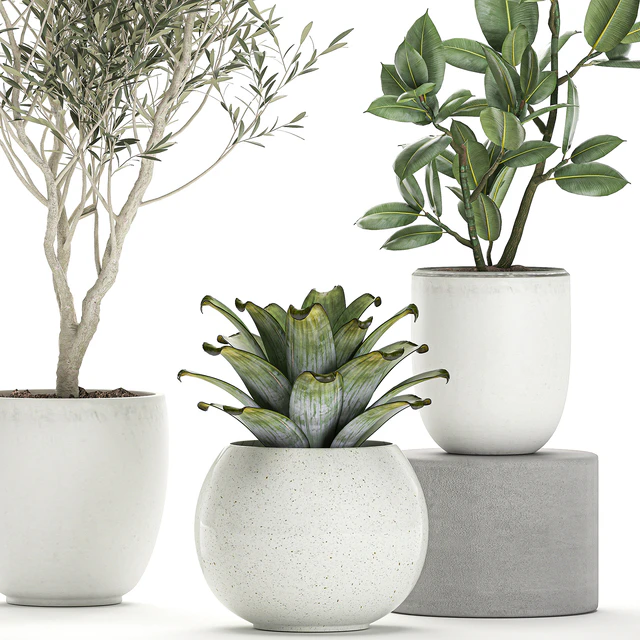 Collection of small ornamental plants in white pots with Olive tree, ficus, croton, bromelia, sapling. Set 676 — Descargar