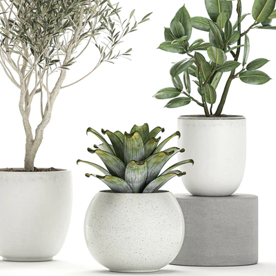 Collection of small ornamental plants in white pots with Olive tree, ficus, croton, bromelia, sapling. Set 676 — Ver 3