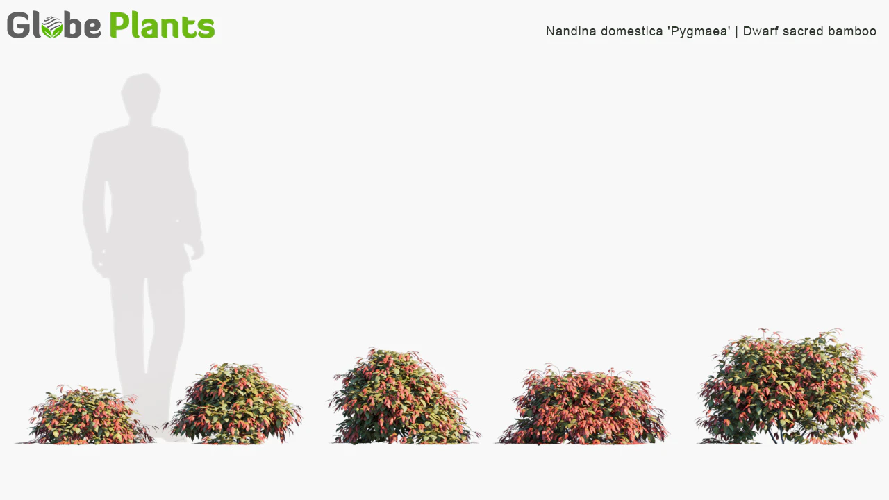 nandina domestica pygmaea — Download