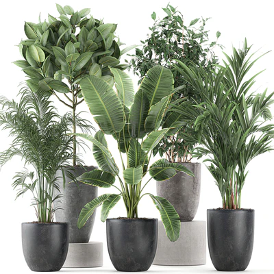 Collection of indoor plants, Banana, palm, ficus, tree in black pots for the interior. Set 610. — Ver 1