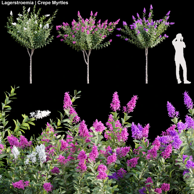 Lagerstroemia | Crepe Myrtles 01 — Скачать
