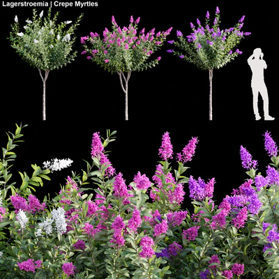Lagerstroemia | Crepe Myrtles 01 — Скачать