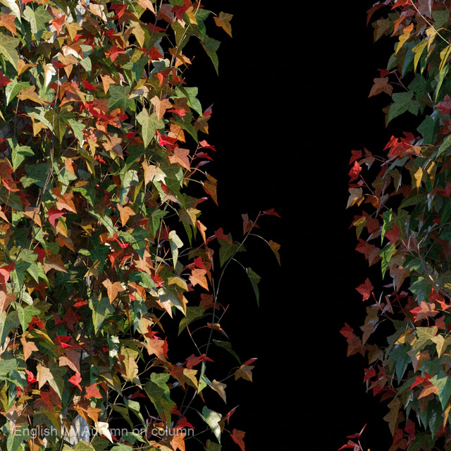English Ivy Autumn on column — Descargar