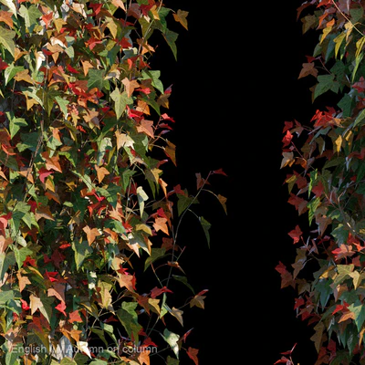English Ivy Autumn on column — Ver 2
