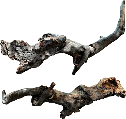 tree branch 016 — Descargar